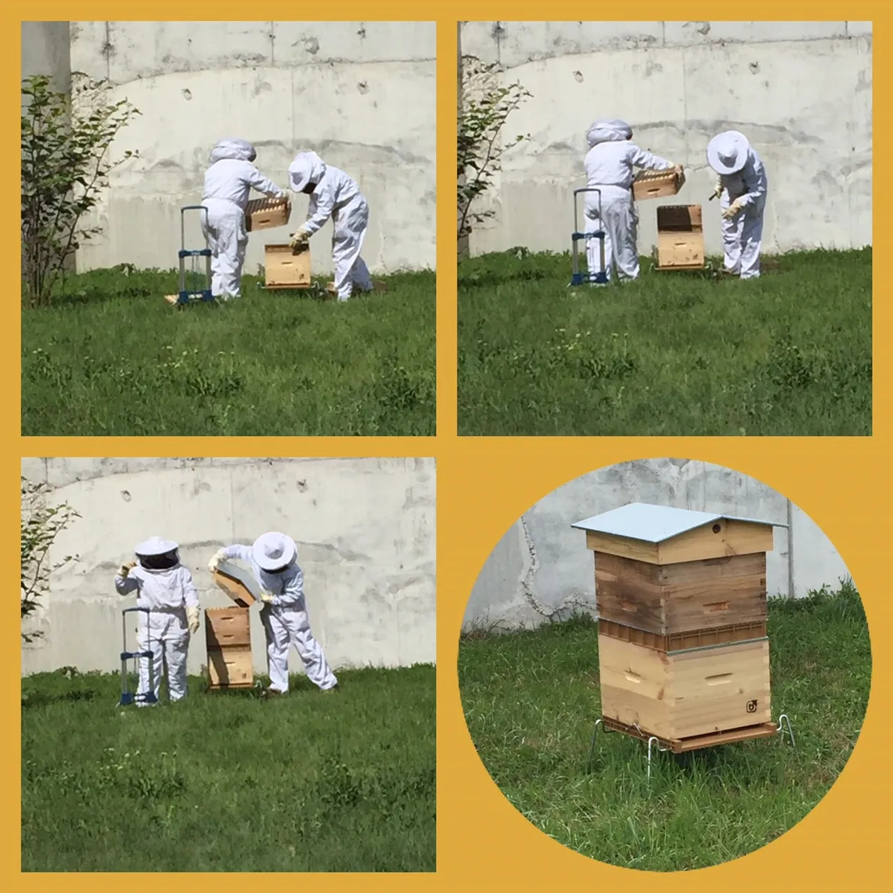 Beehive